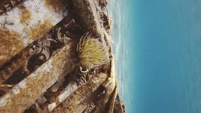 Vertical video, Close-up of Mediterranean snakelocks sea anemone (Anemonia sulcata) on discarded old sofa lying on sand seabed with sun glare on blue water background