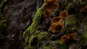 Mushrooms and Moss Detail, Cluster of small golden fungi growing amongst lush moss on a textured bark. Montenegro nature. - Powered by Shutterstock - Get 15% off with code: PIKWIZARD15