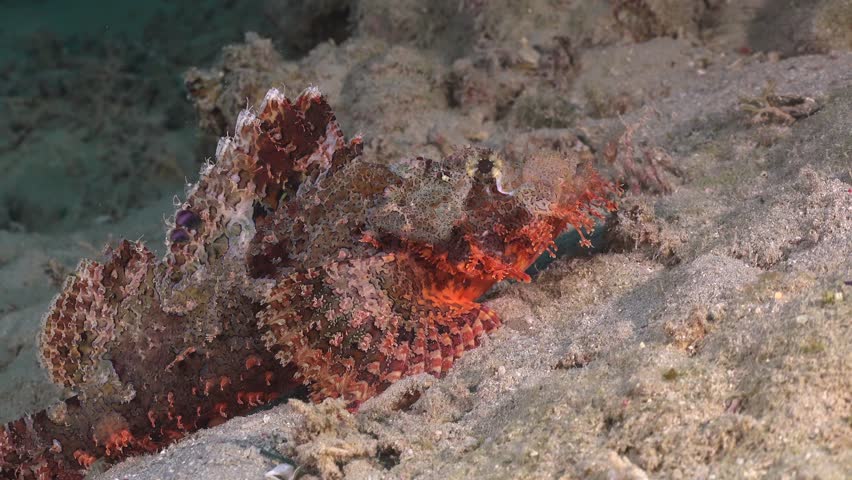 Scorpionfish super close up resting on sandy ocean floor