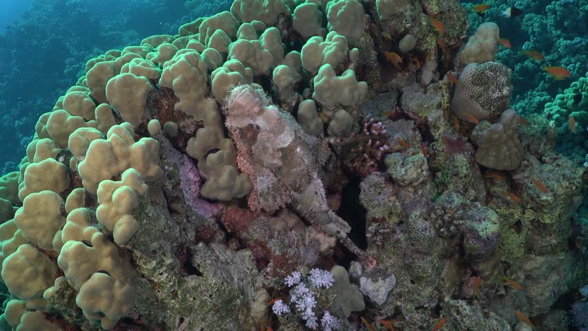 Scorpionfish on coral reef in the Red Sea