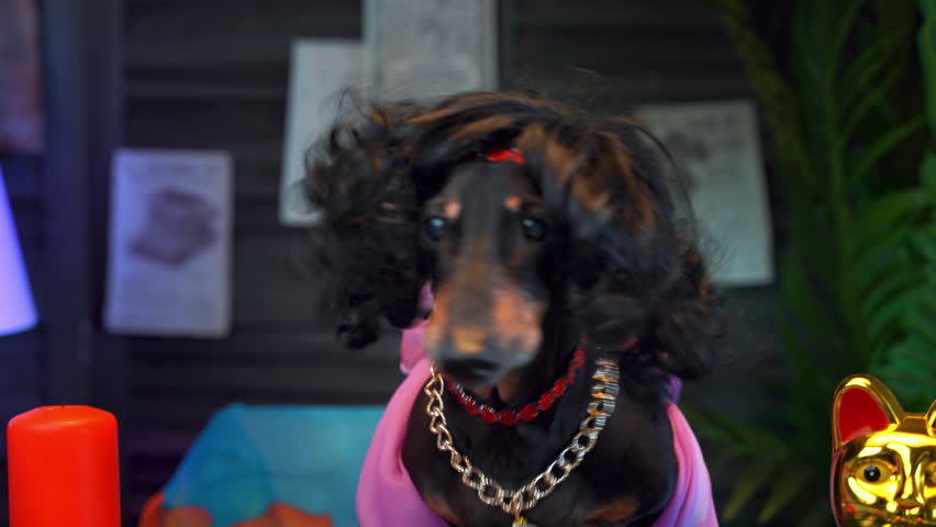 Dog dachshund in wig, extravagant outfit at costume party sings karaoke, talent show Romantic dinner by candlelight, date, girl with bad manners, lack of etiquette, slurps Humor Fortune teller trance | Shutterstock HD Video #1110642707