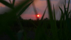 Beautiful sunset with cogon grass blown by the wind