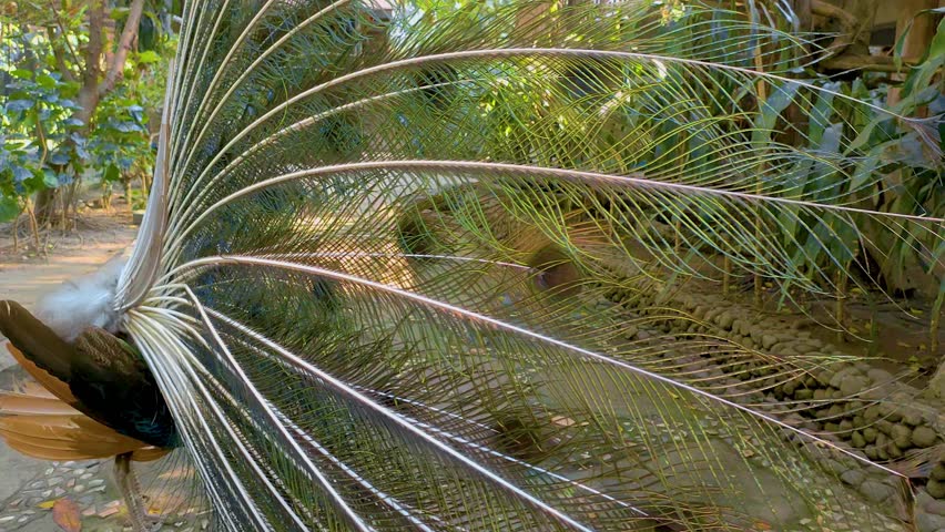 green peacock with beautiful feathers