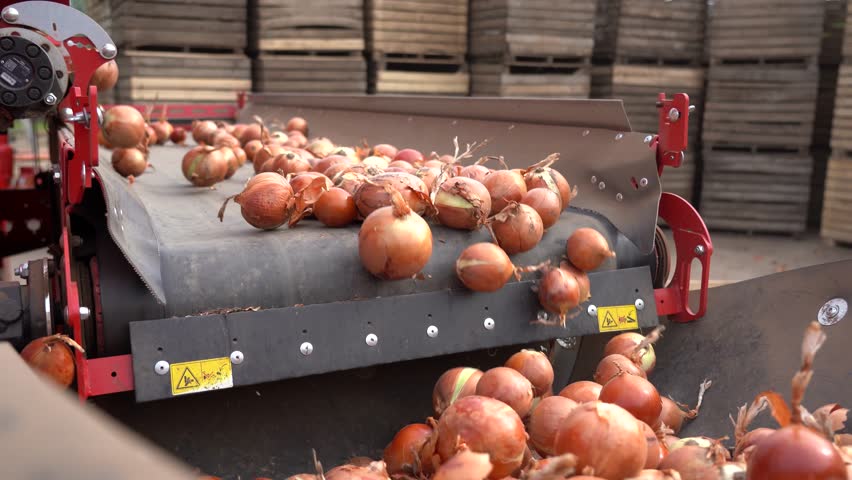 Freshly Harvested Onions Moving Along Packing House Conveyor Belt. Automatic Onion Selecting, Cleaning and Sorting Machine in Action. Postharvest Handling of Onions. Onion Production.