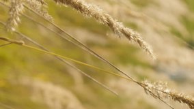 Field of dry feather grass. Tranquil nature vertical background.