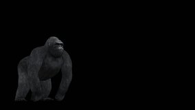 A gorilla howling on black background with alpha channel included at the end of the video, 3D animation, perspective view, animated animals, seamless loop animation