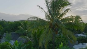 Coco palm tree during sunset in traditional village with wooden houses on Madagascar - drone clip