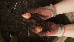 Gardener showing tulip bulbs before planting close up top view slow motion 4k - Powered by Shutterstock - Get 15% off with code: PIKWIZARD15