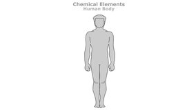 Chemical elements in human body. Elemental composition. Percent ratios of oxygen, carbon, hydrogen, nitrogen, calcium, phosphorus, potassium, sulfur, sodium, Cl magnesium. Man, male silhouette. Vector