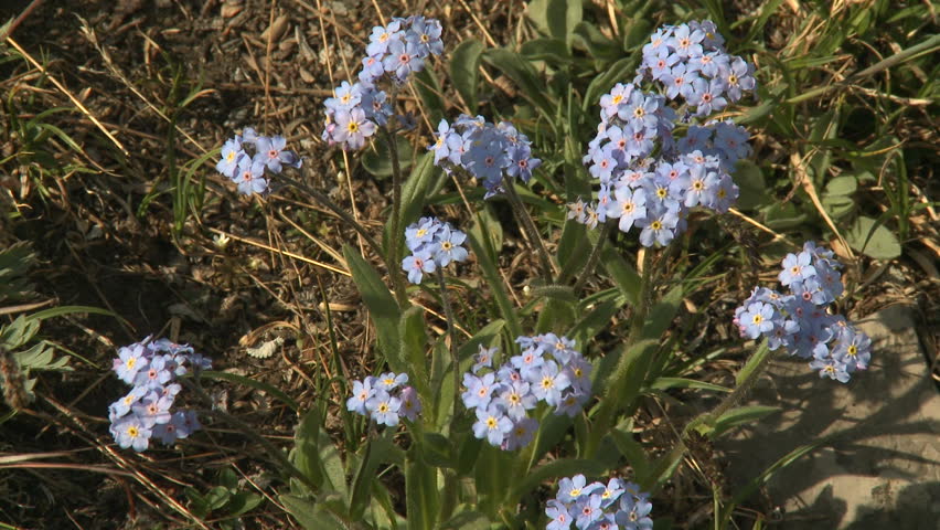Forget Me Not alpine wildflowers