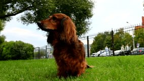 Red longhaired dachshund dog turning its head sitting on green grass in autumn park video, beautiful fluffy wiener dog outdoor on fresh air
