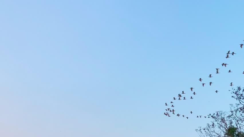 Flock of migratory birds flying in bow shape in blue sky at dusk over forest. Establishing shot. Flying in bow formation