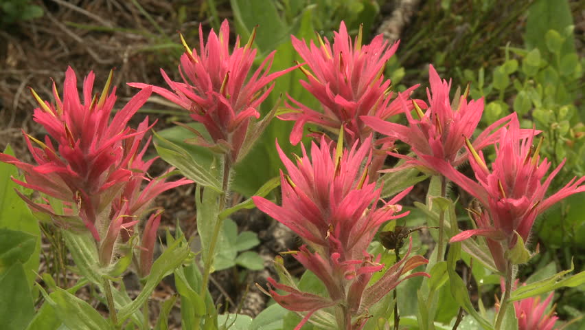 Indian Paintbrush alpine wildflowers