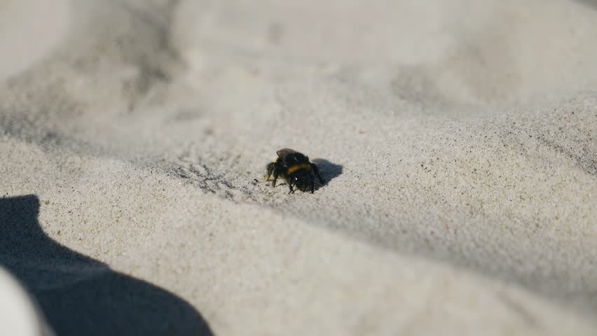 A big bumblebee crawls on the sand on the beach on a sunny day. Taking a close-up of an animal