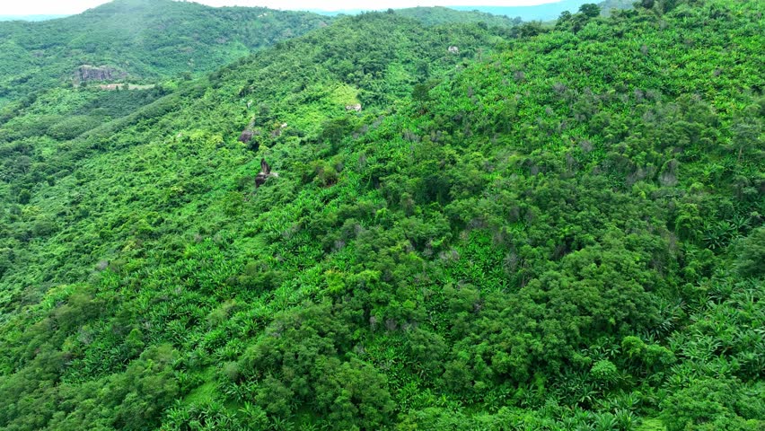 The drone aerial flying over a dense, fog-enshrouded tropical forest. Lush vegetation thrives in this ecosystem, showcasing the intricate interplay of biodiversity within a green canopy. Thailand.
