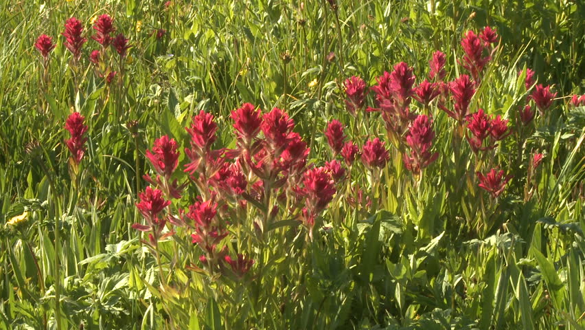 Indian Paintbrush alpine wildflowers