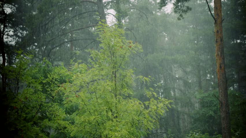 Summer Rain In Forest Evening. Rainwater Drips Down From Tiled Roof. Heavy Rain In Rainforest. Tropical Rain Falling Wilderness Weather. Torrential Downpour On Roof In Garden. Wet Heavy Rain Royalty-Free Stock Footage #1110671521
