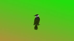 Complete swinging bird video animation