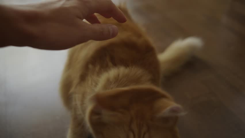 Angry ginger cat attacks a man's hand at home and bites it, playing at home with a pet, the cat shows aggression. Royalty-Free Stock Footage #1110673625