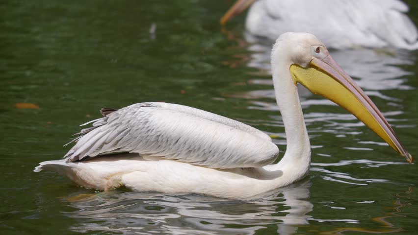 American white pelican hunts and eats fish in pond, telephoto following Royalty-Free Stock Footage #1110677331