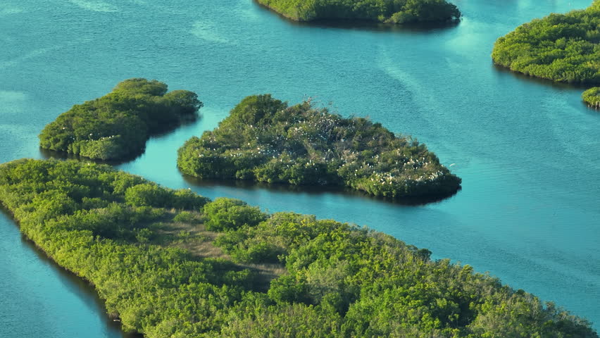 Florida wetlands with flock of white egret and heron birds on green swamp vegetation between bay waters. Aerial view of wildlife in natural habitat