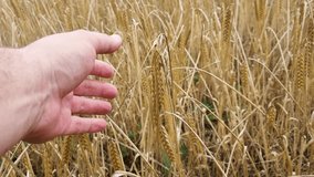 Hand touching golden ripe wheat on field. 4k video footage