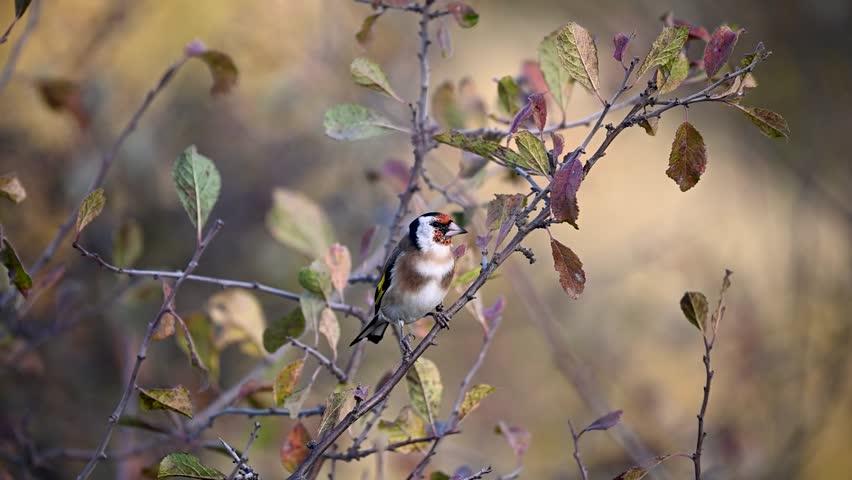 European goldfinch, Carduelis carduelis. A colorful songbird sits on a branch. Close up. Slow motion. Song bird.