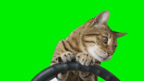 Cat sitting behind a steering wheel facing forward on green screen isolated with chroma key, real shot. Bengal cat driving a car.