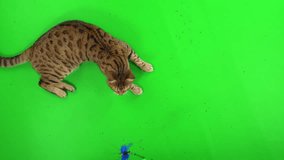2 clips of top-down view of Bengal cat playing with a cat toy on green screen isolated with chroma key.