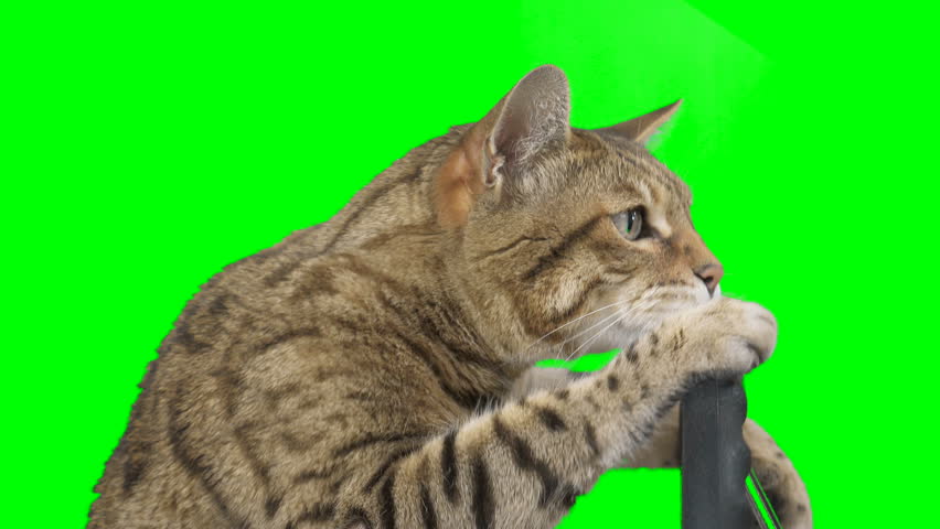 Side view of a cat sitting behind a steering wheel on green screen isolated with chroma key, real shot. Bengal cat driving a car. Royalty-Free Stock Footage #1110686439