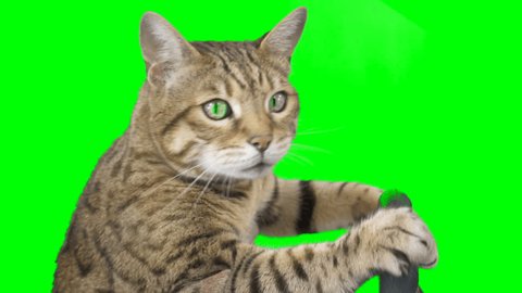 Side view of a cat sitting behind a steering wheel on green screen isolated with chroma key, real shot. Bengal cat driving a car.: film stockowy