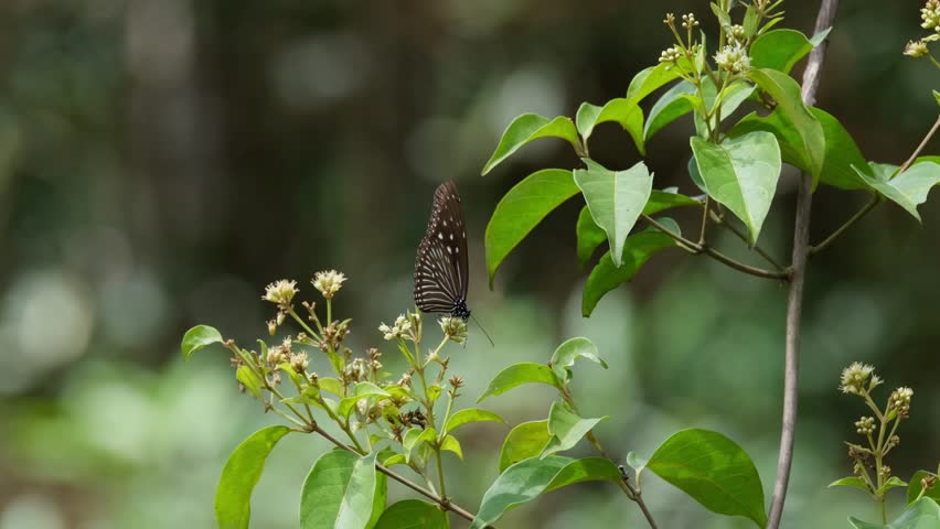 Seen feeding on flowers of this plant during the afternoon and then flies away, Dark Blue Tiger Tirumala septentrionis, Thailand
