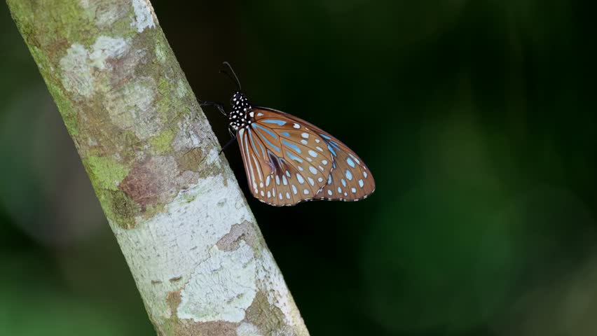 Seen resting on a diagonal branch of a tree deep in the forest, Dark Blue Tiger Tirumala septentrionis, Thailand