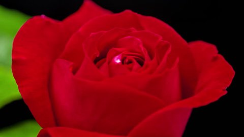 Blossoming rose time lapse/Beautiful rose flowers blossoming and blooming time lapse on a dark background/Rose time lapse