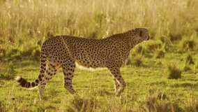 Animals Hunting, Cheetah on a Hunt in Africa, African Wildlife Safari Animals in Masai Mara, Kenya, Walking and Stalking in Beautiful Savanna Long Grass in Maasai Mara, Amazing Animal Behaviour - Powered by Shutterstock - Get 15% off with code: PIKWIZARD15