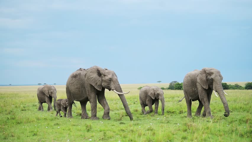 Slow Motion Shot of Group of Elephants in a herd walking as a family in lush green savanna landscape, African Wildlife in Maasai Mara National Reserve, Kenya, Africa Safari Animals in Masai Mara