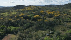 Hyperlapse of Gallinazo trees with yellow flowers - 4k video. Magnolia jardinensisis a tree native to Colombia and endangered due to its exploitation. Gallinazo blanco.