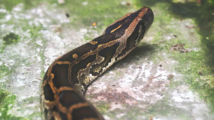 The Burmese python curled up to sleep in the zoo. This is a large snake with an average length of 6 meters living in the jungle, feeding on reptiles and mammals Royalty-Free Stock Footage #1110696305