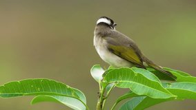 Light vented bulbul closeup perched on a branch