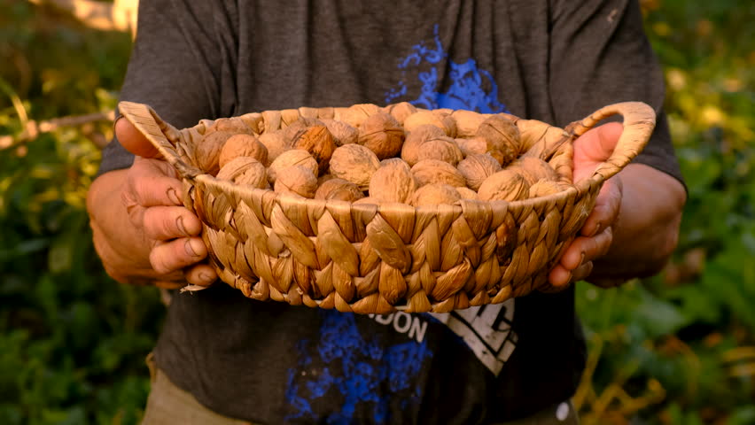 Grandmother harvests walnuts in the garden. Selective focus.