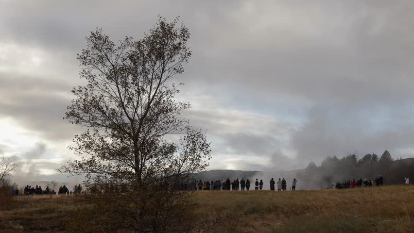 icelandic geyser erupting high in the air with a tree in the foreground