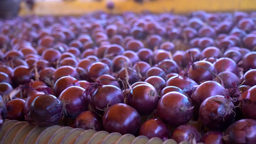 Slow Motion Video of Fresh, Red Onions Inside Onion Size Sorting Machine. Postharvest Handling of Onions. Automatic Onion Selecting, Cleaning and Sorting Machine in Action. Onion Production.
