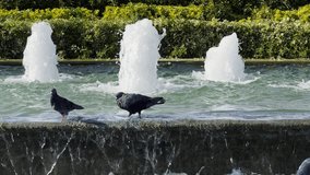 Animal Bird Pigeons near the Water Fountain