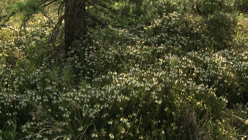 White Mountain Heather alpine wildflowers