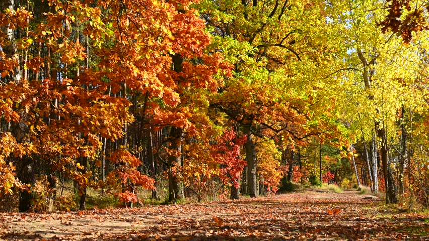 Autumn forest full of colorful trees: birches, oaks, pines and poplars, colorful leaves, forest road
