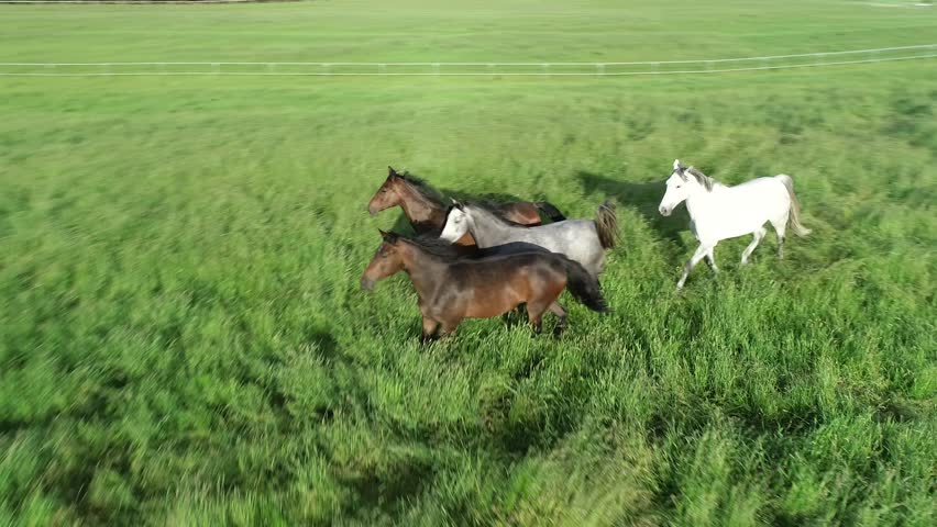 Horses galloping in the green grass, aerial cinematic view. A herd of purebred stallions, studs, mares and foals at the pasture.  | Shutterstock HD Video #1110710635
