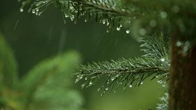 Water Droplets on Green Pine Branch. Raining Shower in Dense Forest, Close-up of Rainfall. Raining day in Coniferous Forest. Slow Motion Rain Drops on Pine Leaf. Heavy Rain Falling Fir Tree Branch.  - Powered by Shutterstock - Get 15% off with code: PIKWIZARD15