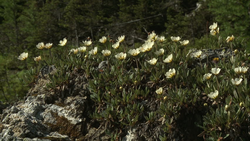 White Mountain Avens alpine wildflowers