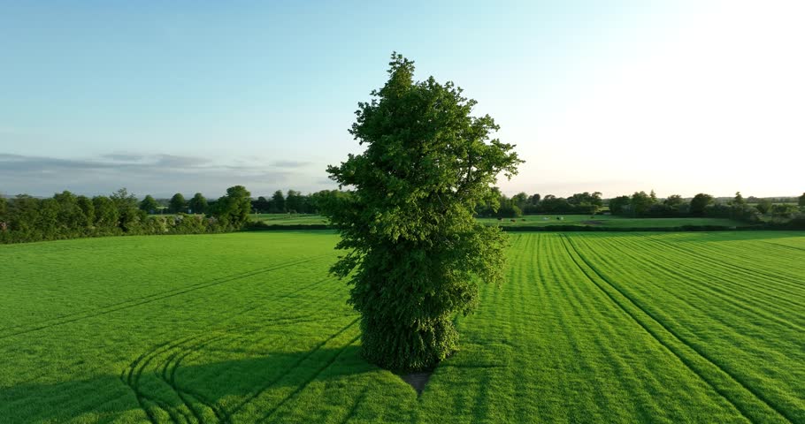 Green tree stands alone in the middle of a green field 4k