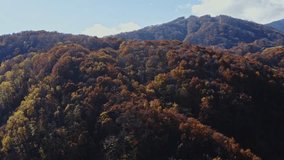 Drone video: Autumn leaves in the mountains of Hakuba Village are at their best